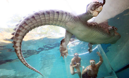 Getting up close and personal with Australia's crocs
